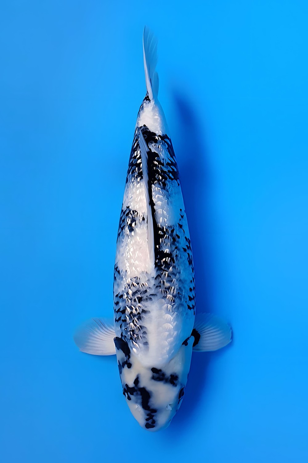 Juara 1