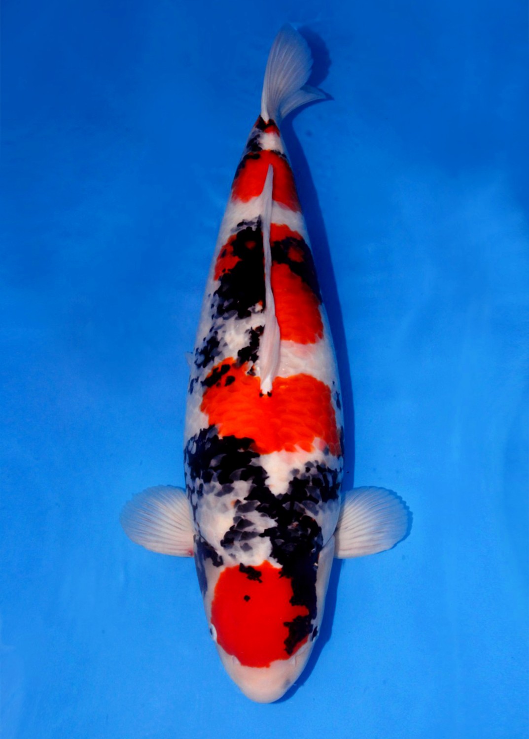 Best In Size A, Over 80 cm