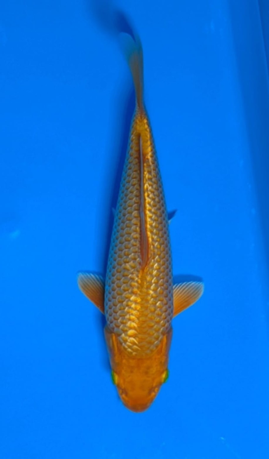 Juara 1
