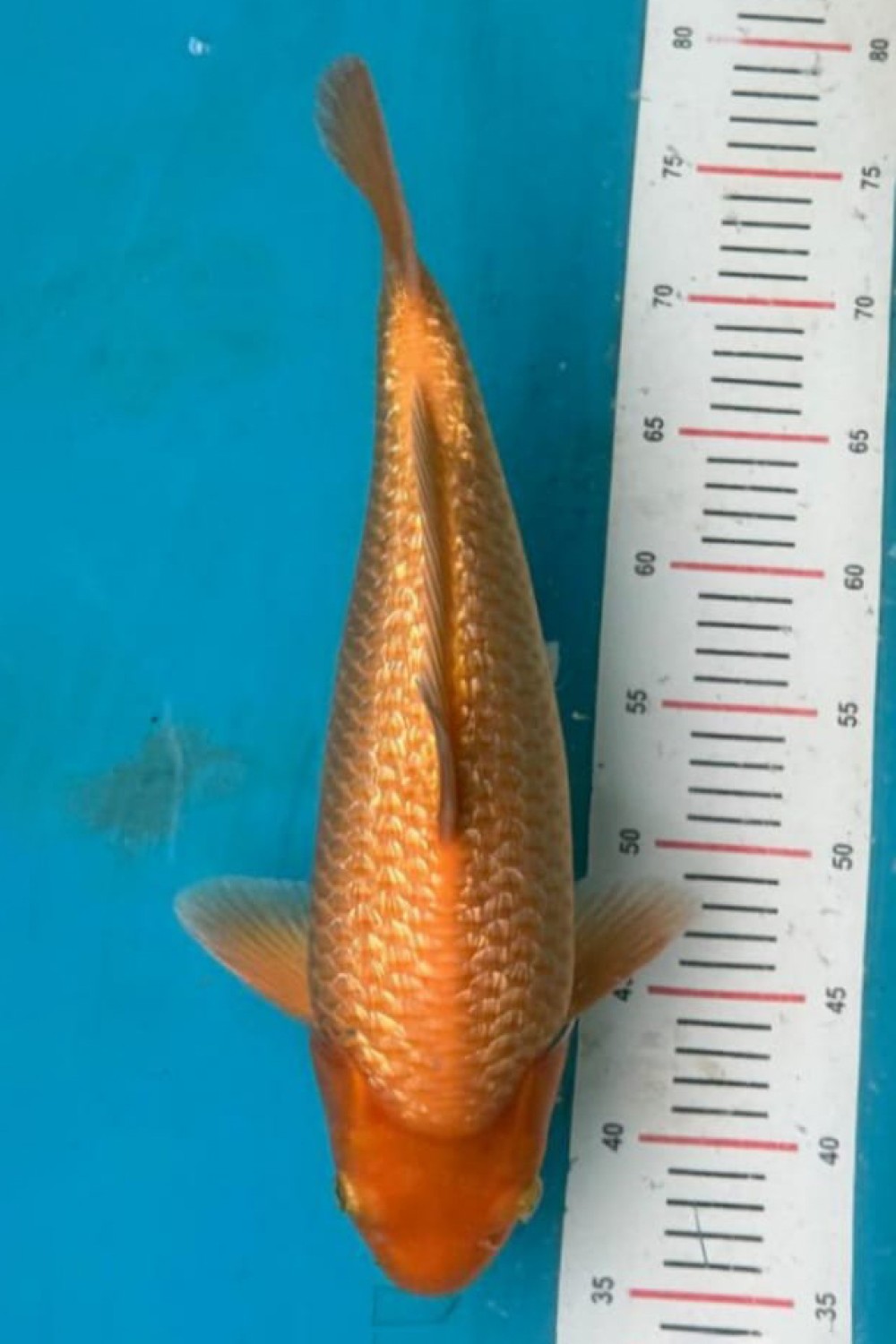 Best In Size E, 36 - 40 cm