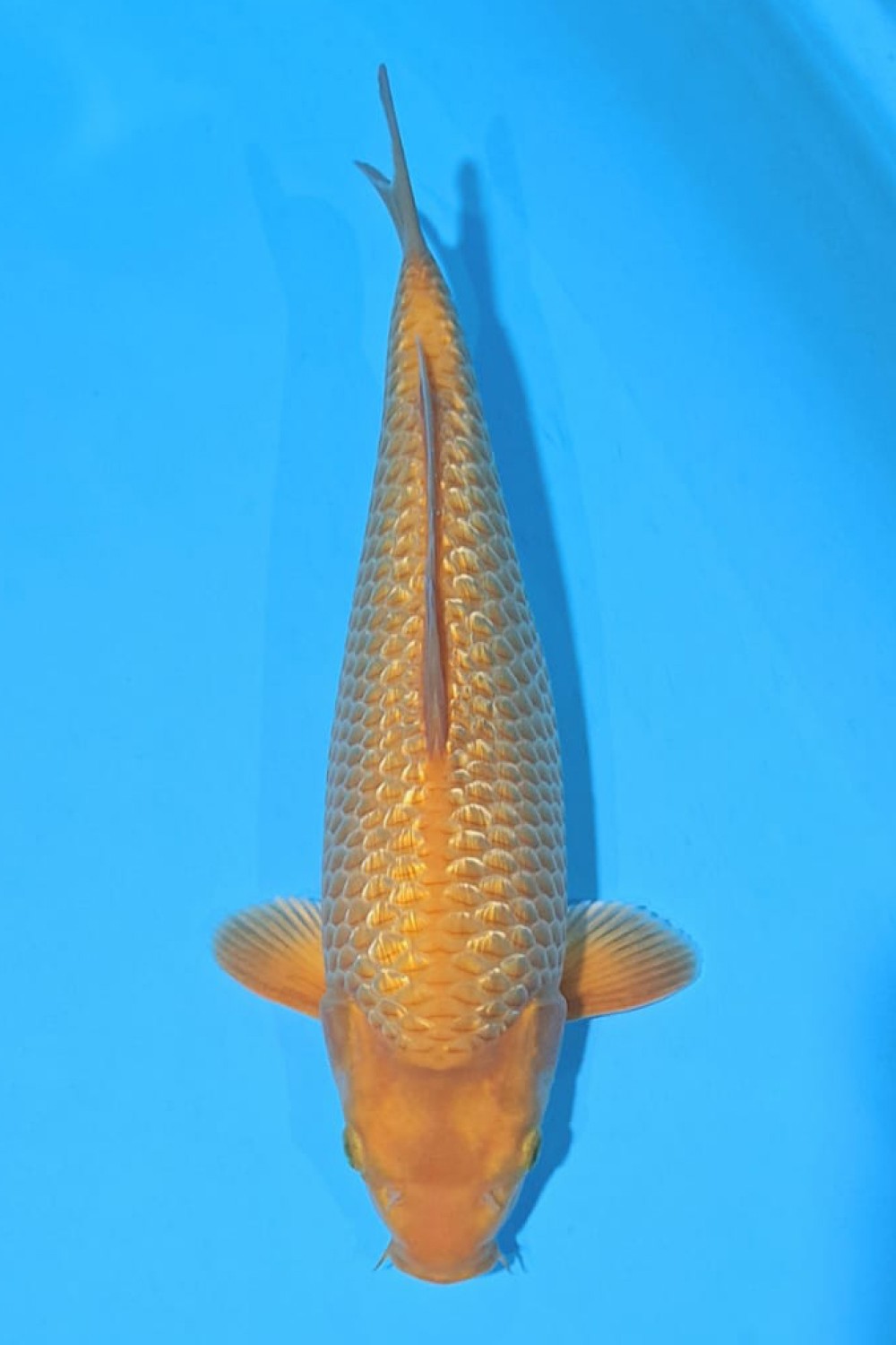 Juara 5