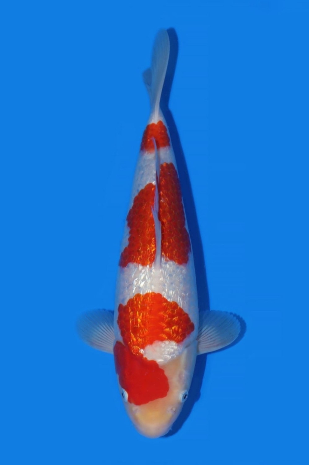 Juara 5