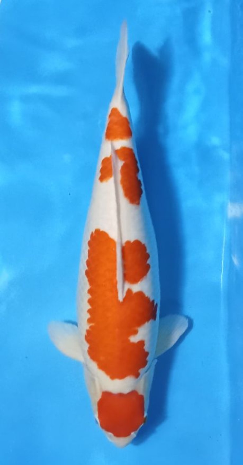 Juara 4