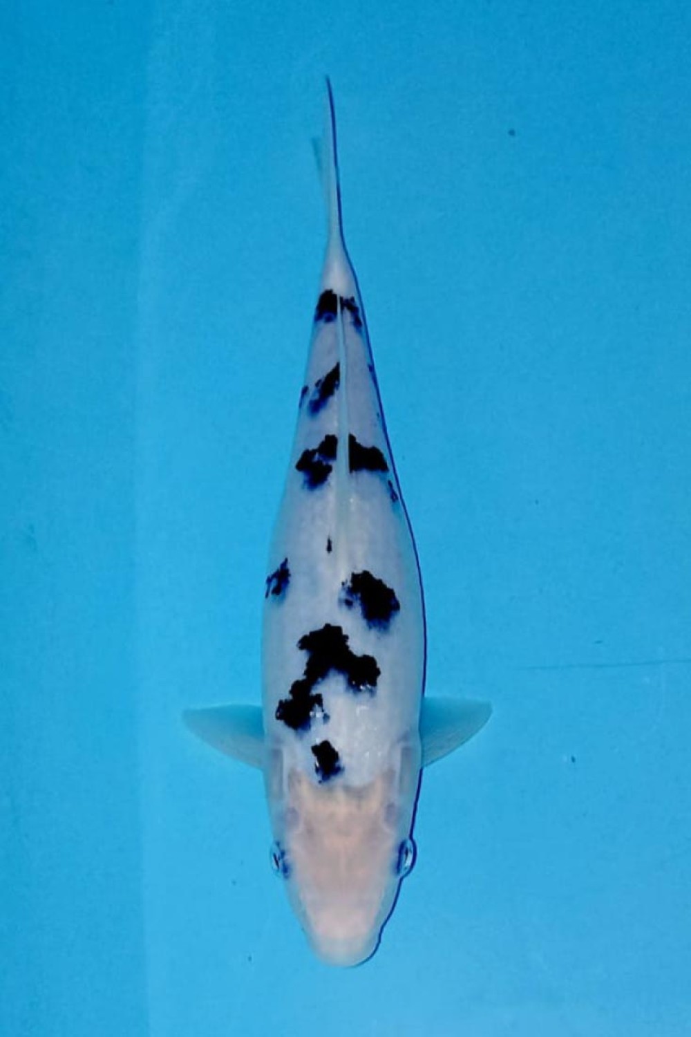 Juara 2
