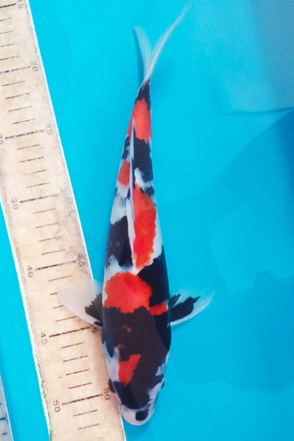 Juara 5
