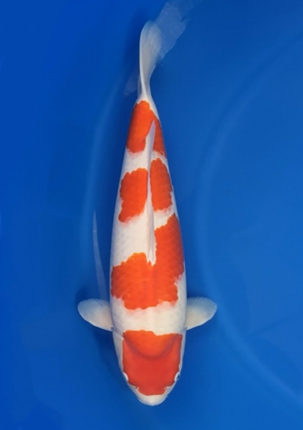 Best In Size A, 61 - 65 cm