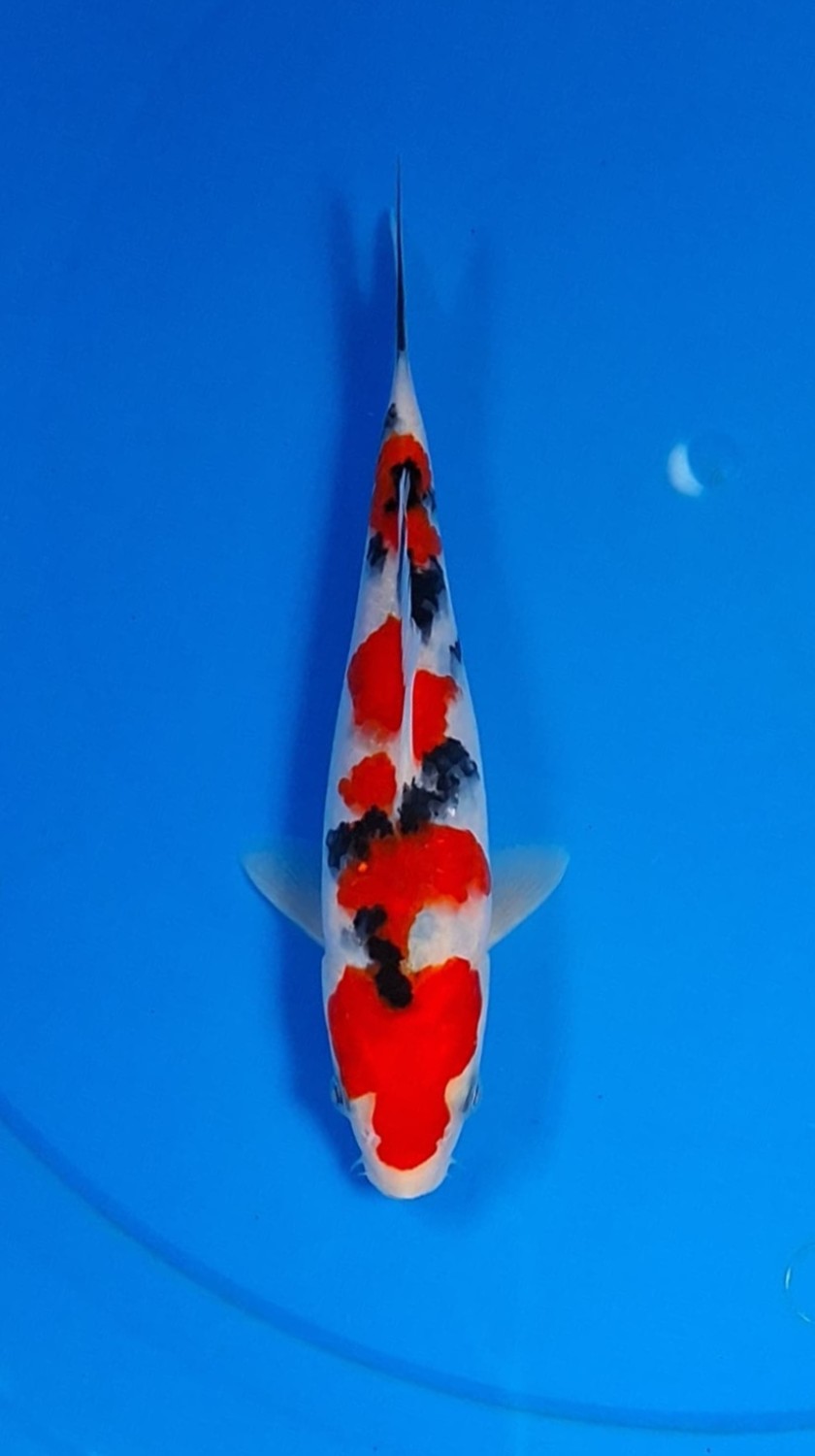 Juara 2