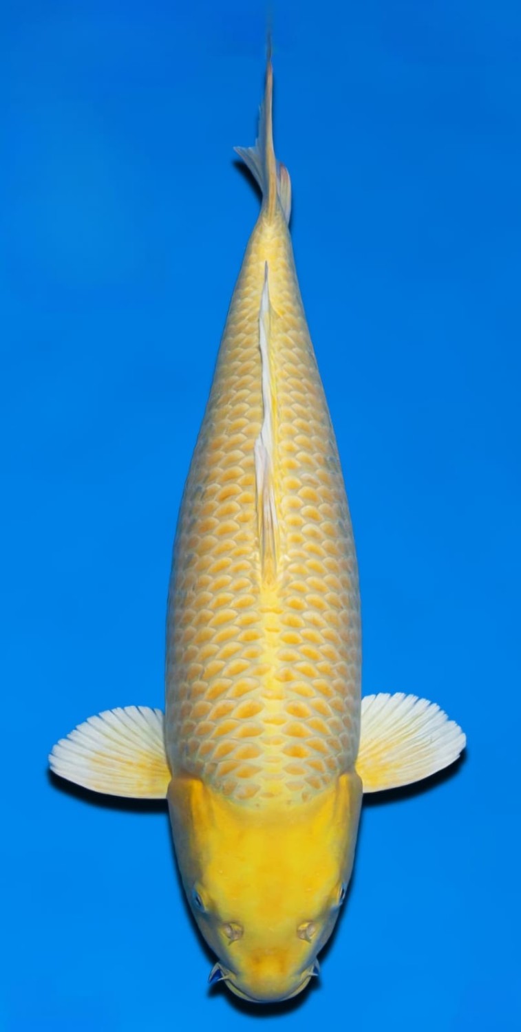 Juara 2
