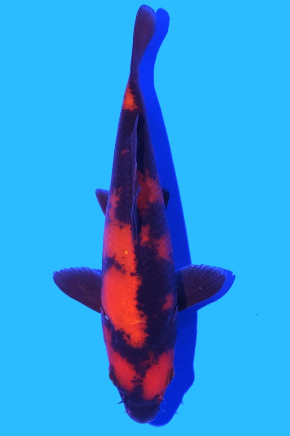 Juara 2