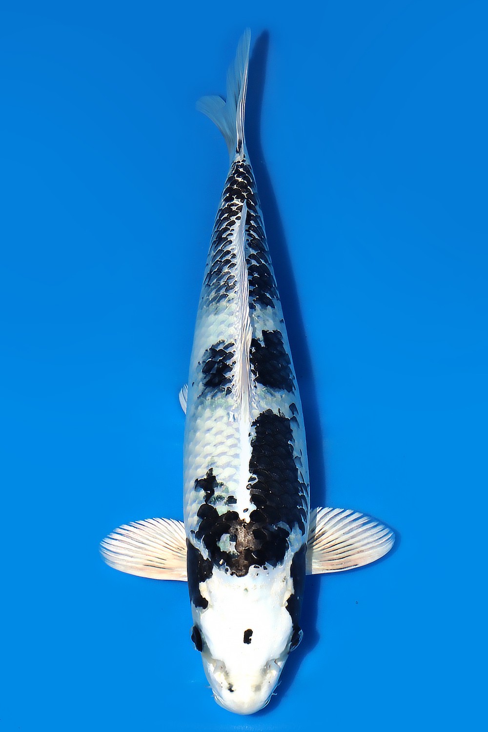 Juara 1