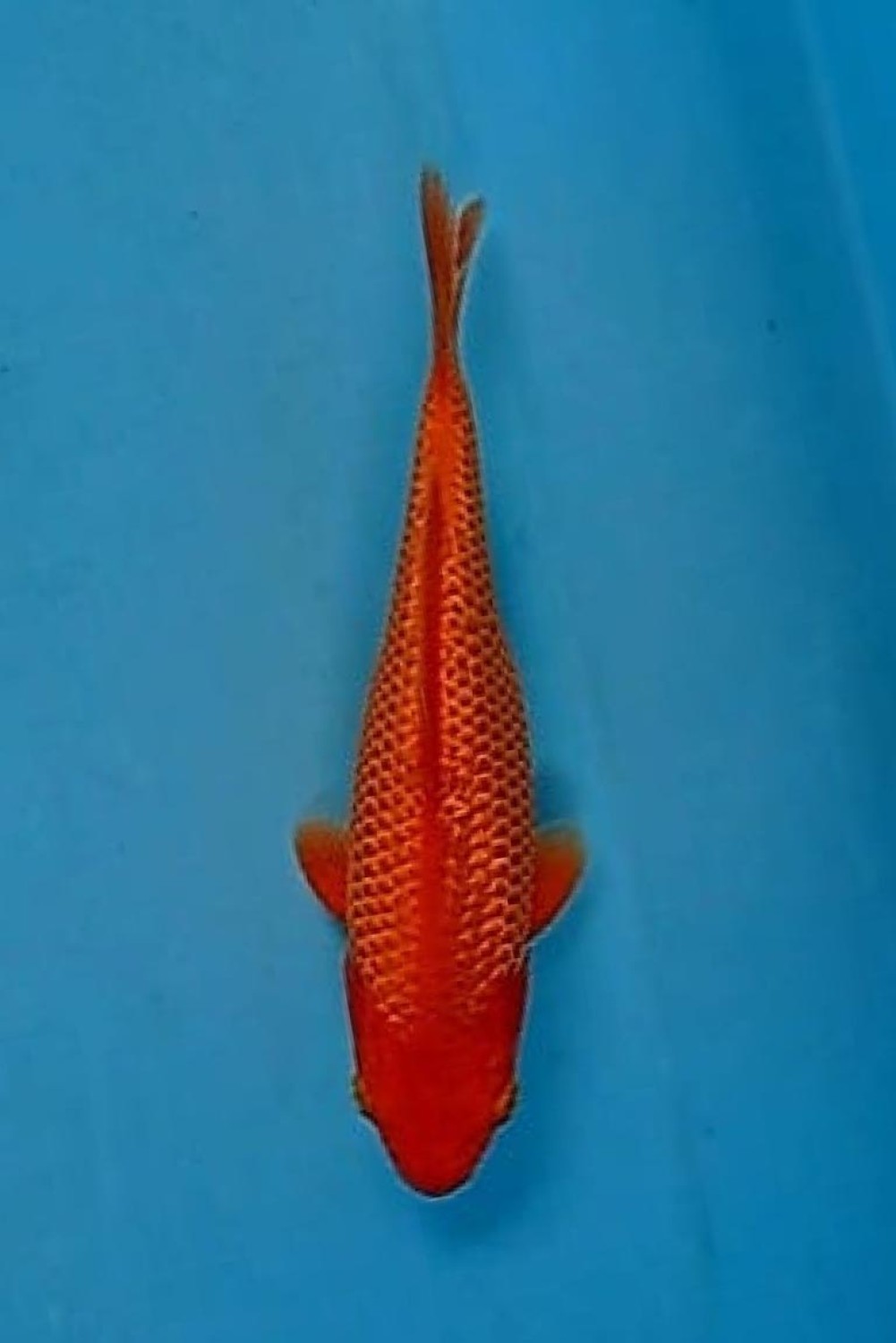 Juara 3