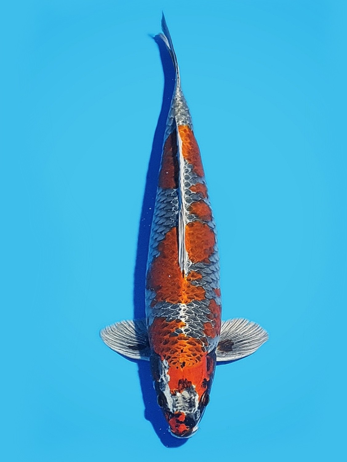 Juara 1