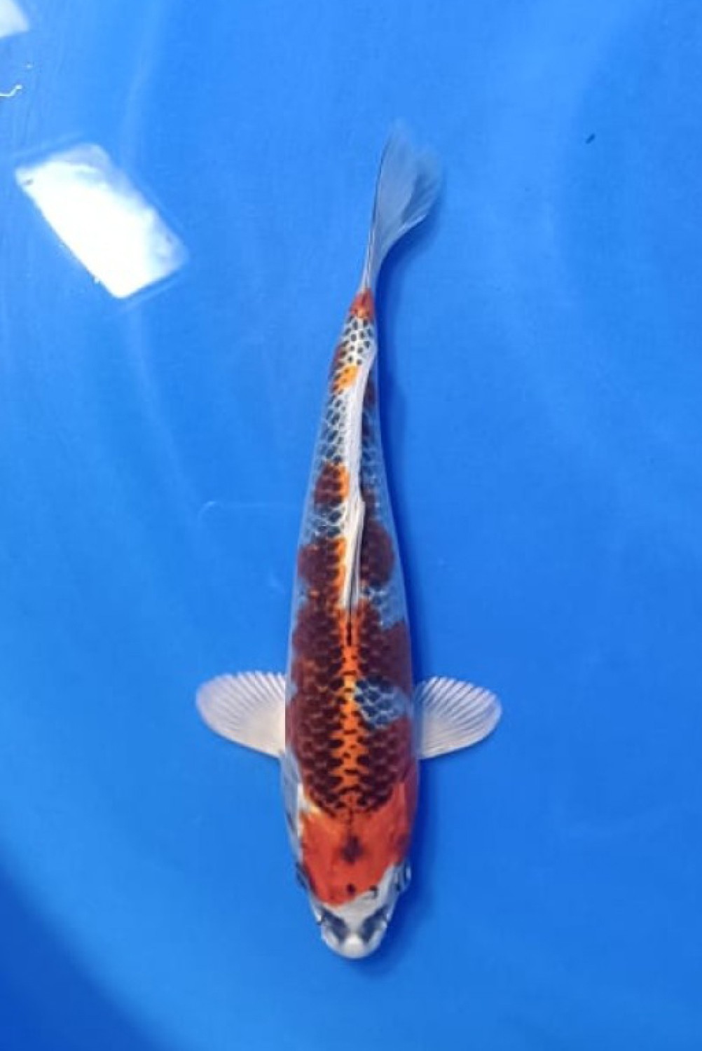 Juara 4