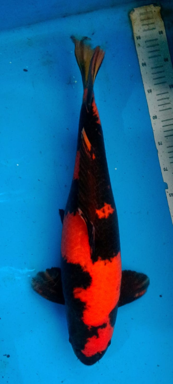 Juara 3