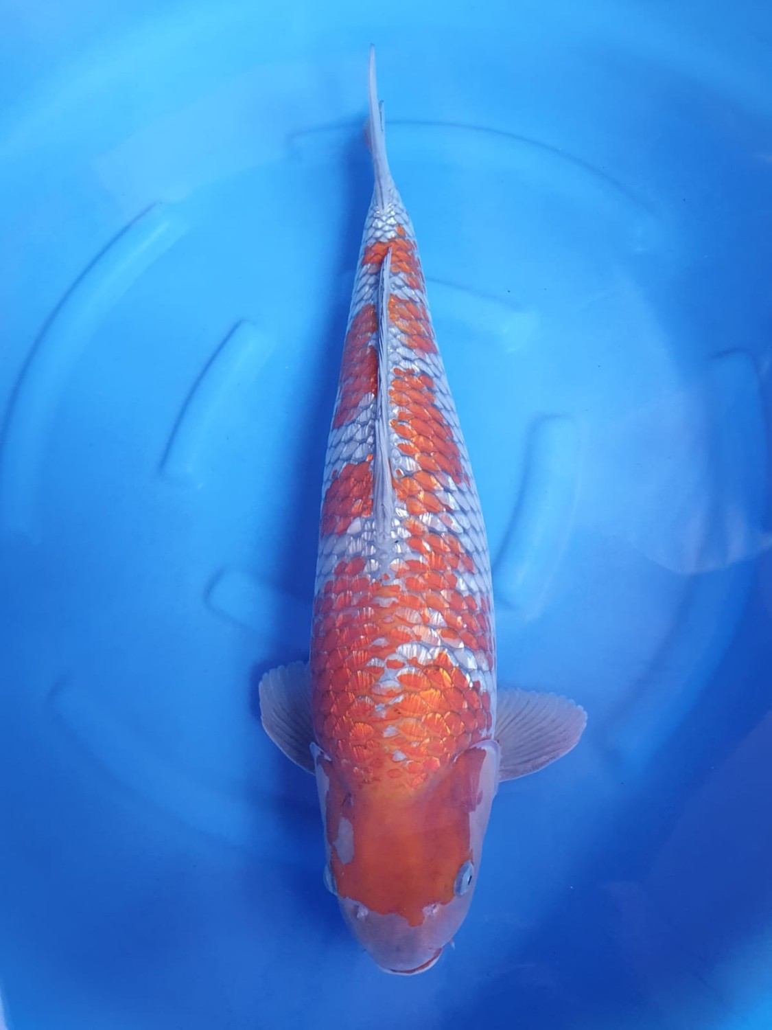 Juara 1