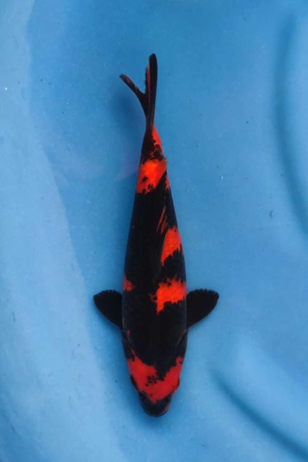 Best In Size D, 21 - 25 cm