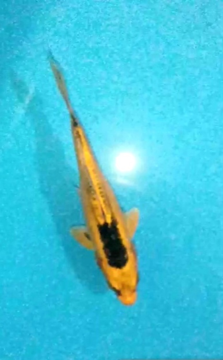 Juara 2