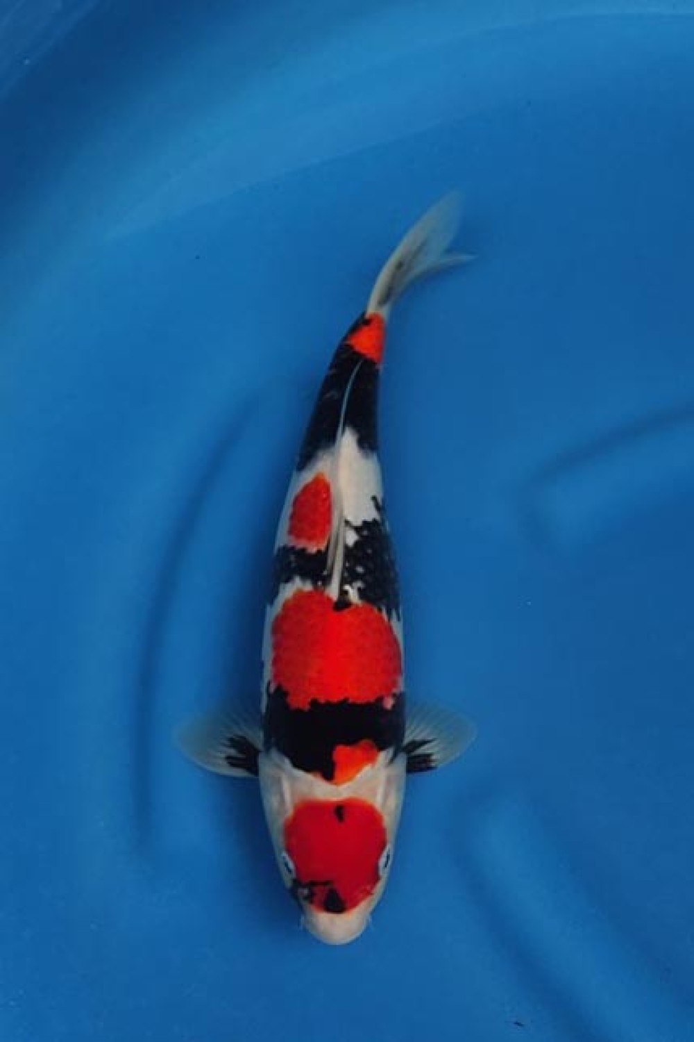 Best In Size A, 26 - 30 cm