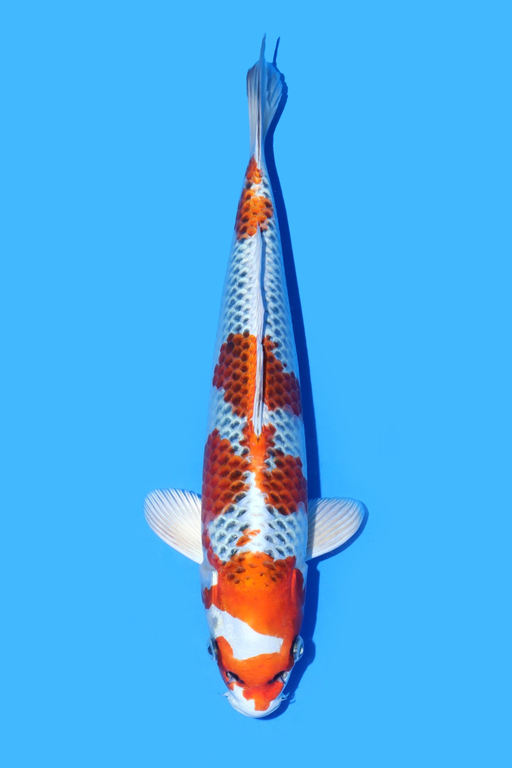 Juara 4