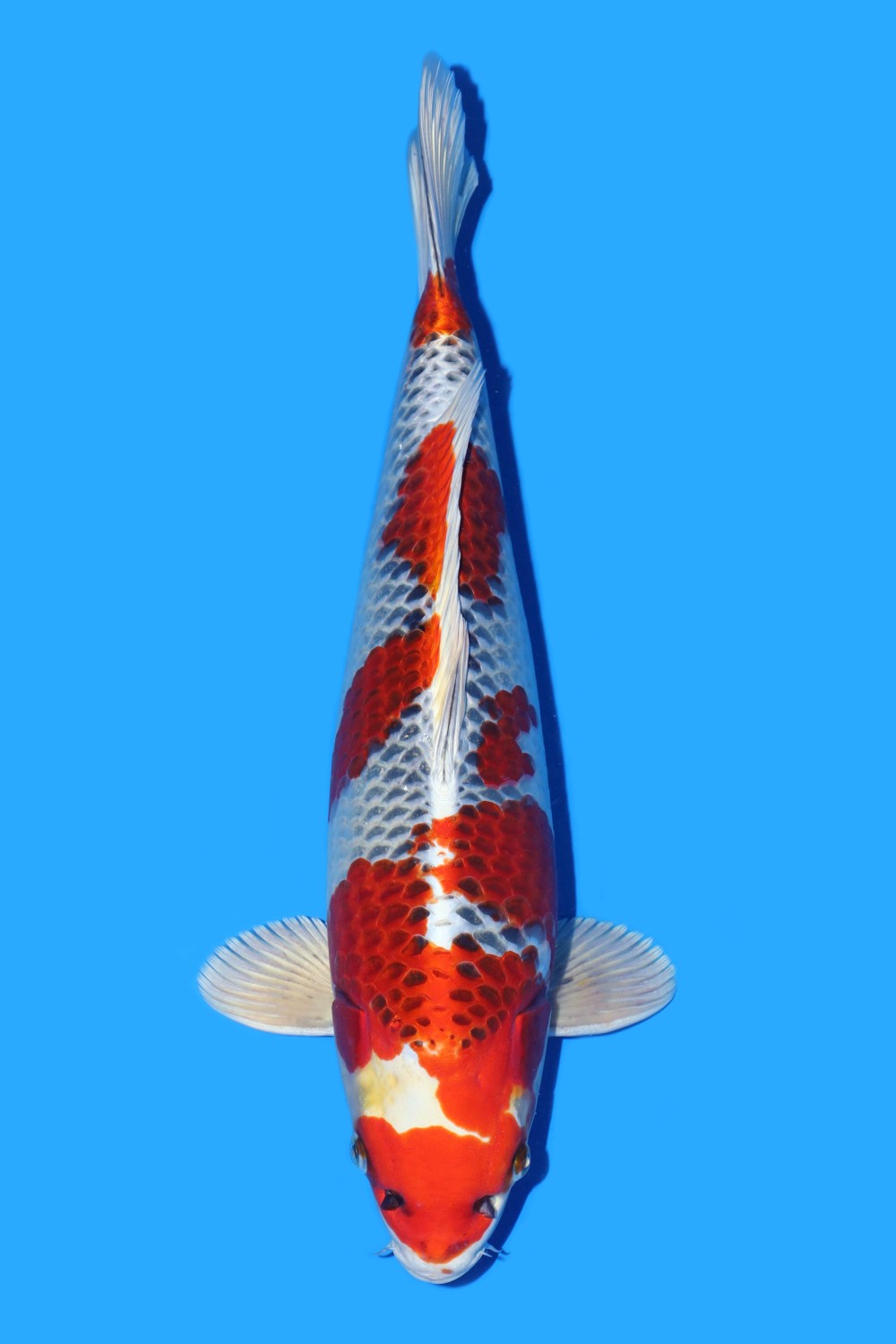 Juara 1
