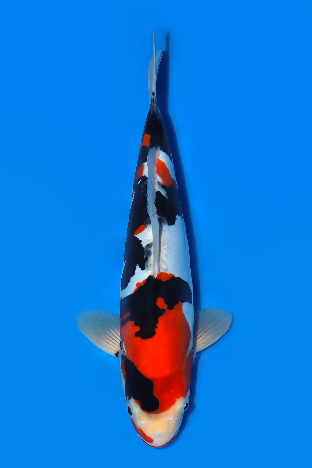 Juara 2