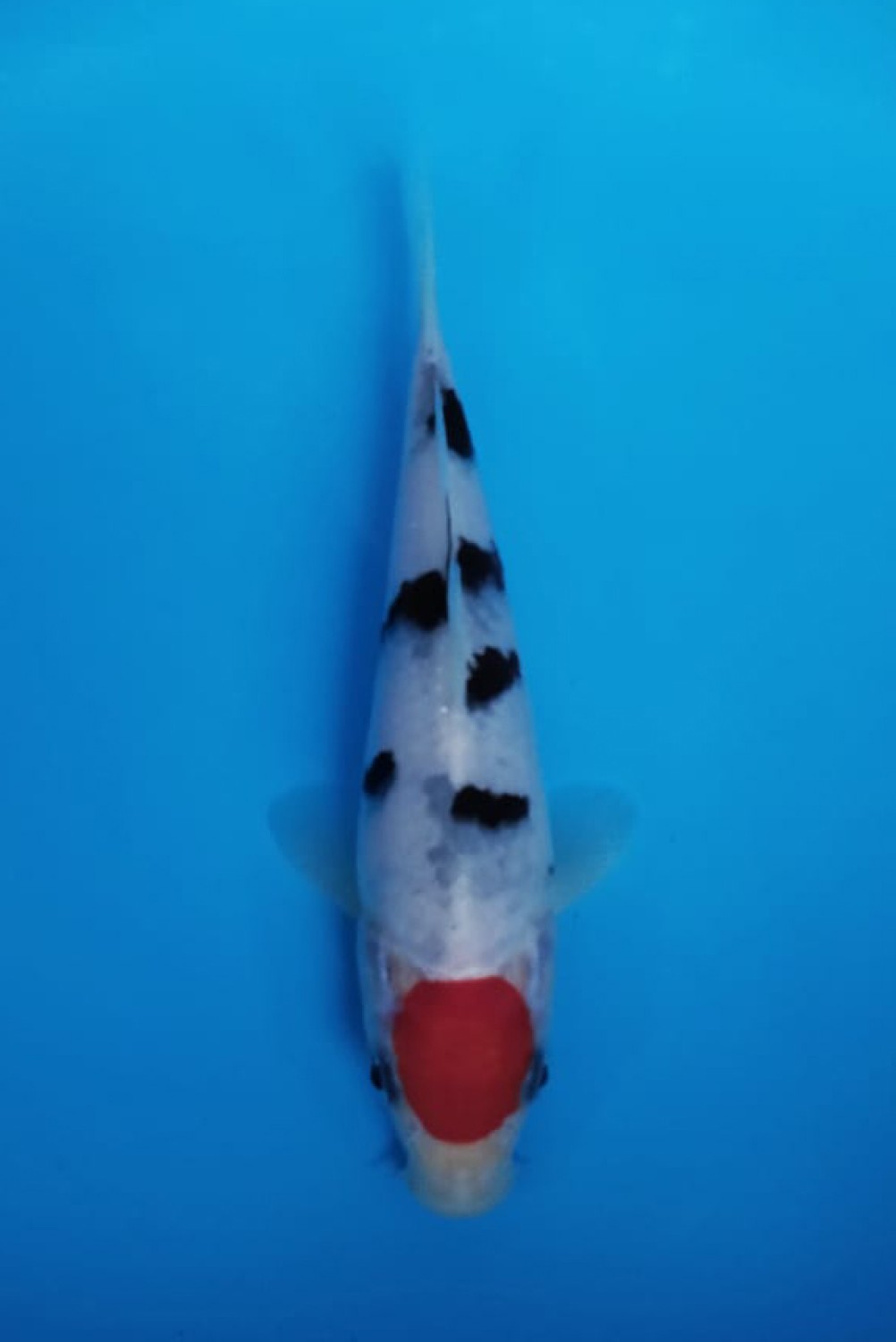 Best In Size C, Up To 15 cm