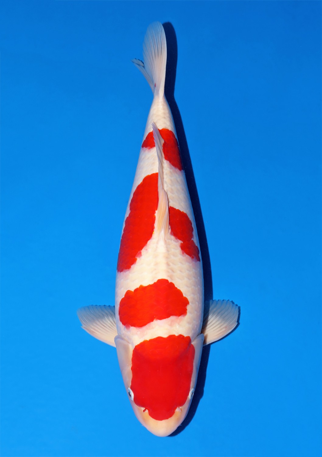 Juara 5
