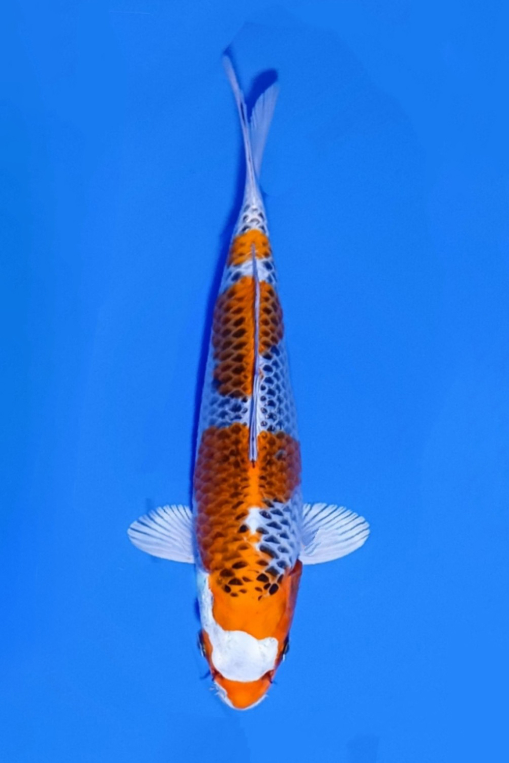 Juara 2