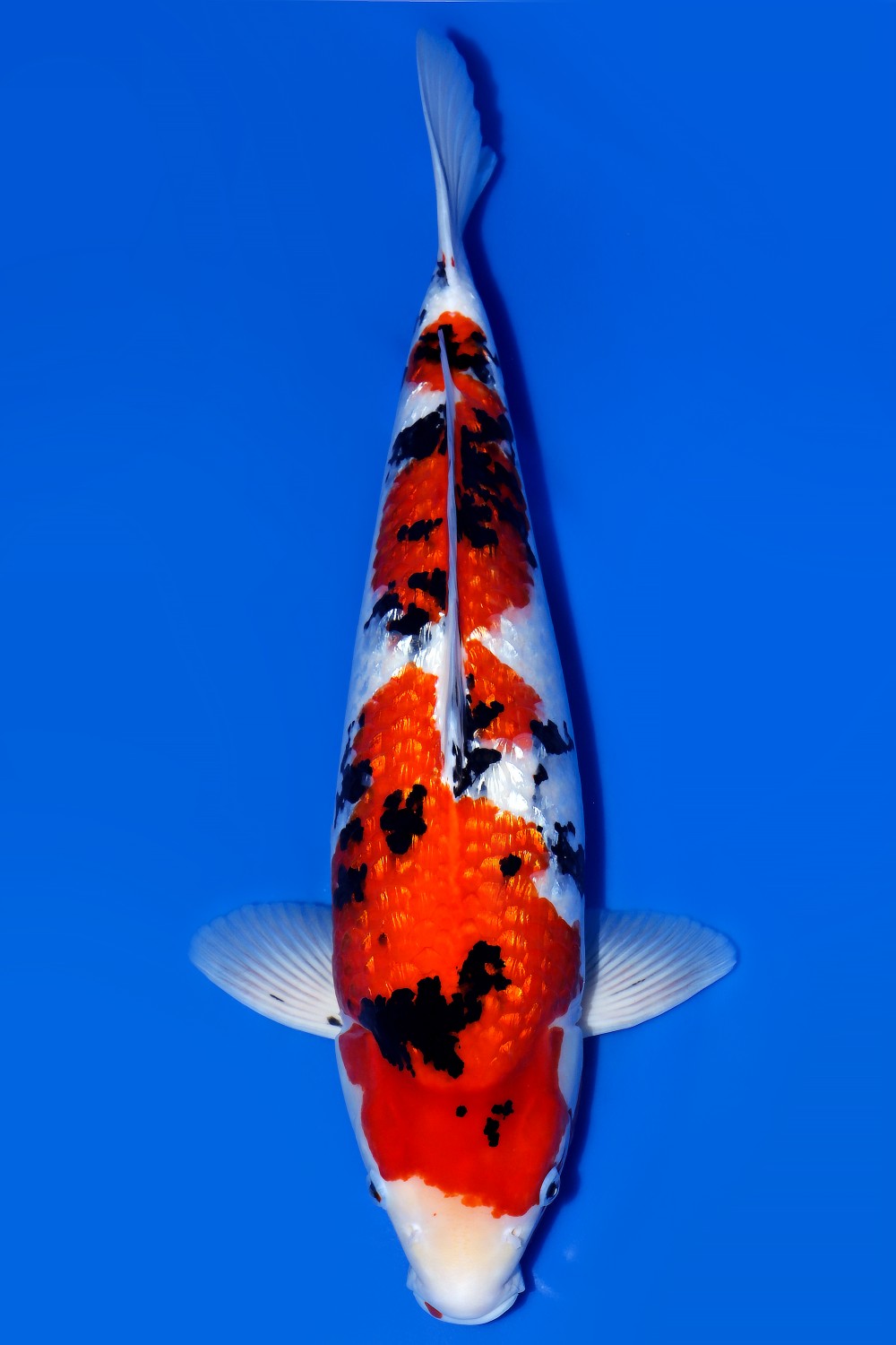 Best In Size B, 61 - 65 cm