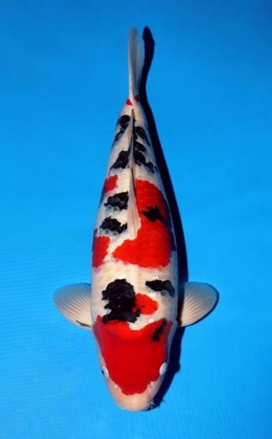 Juara 1