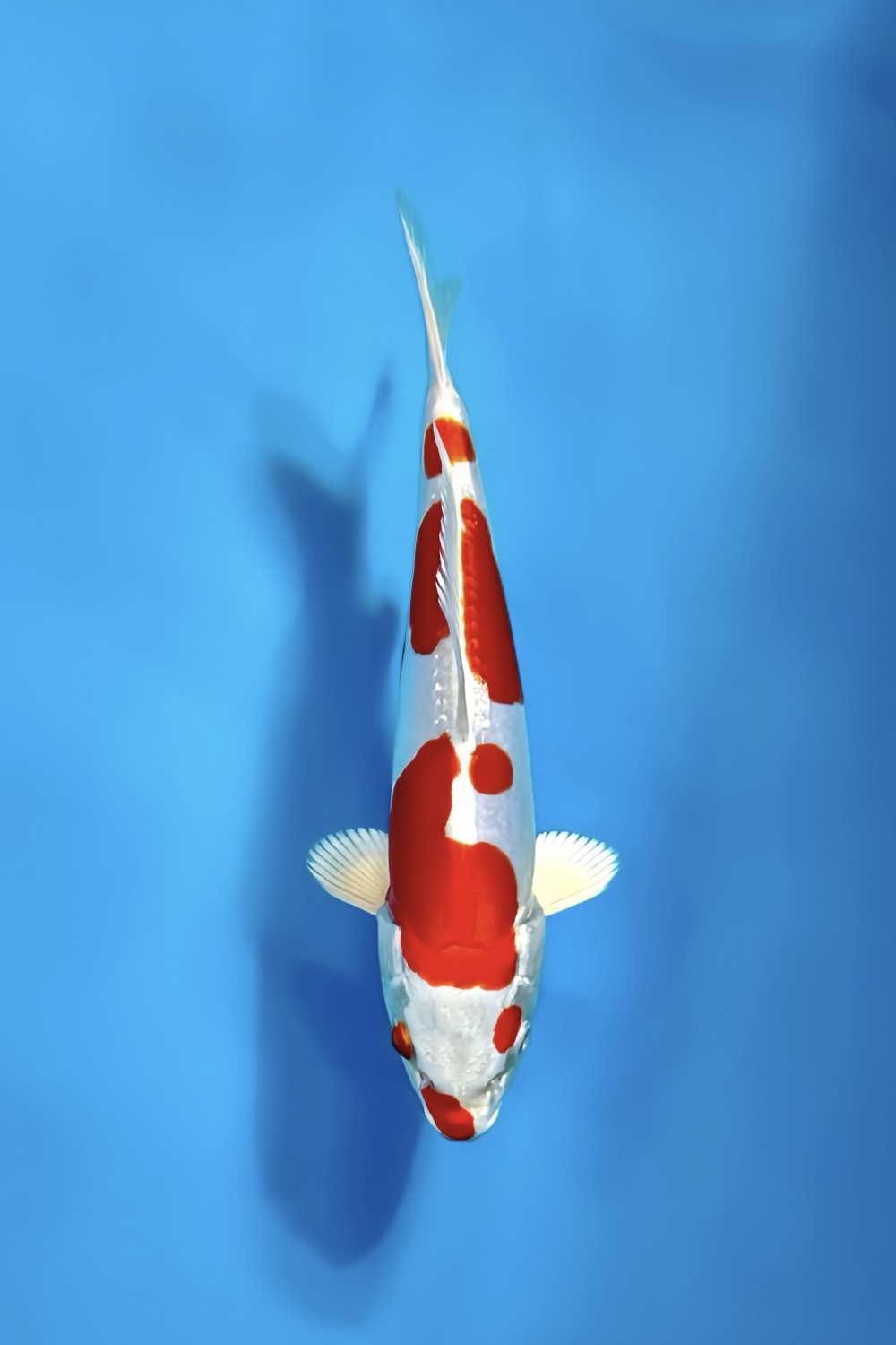 Juara 1