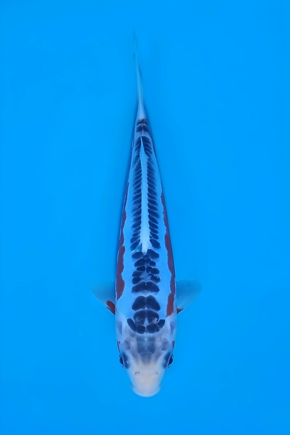 Juara 1