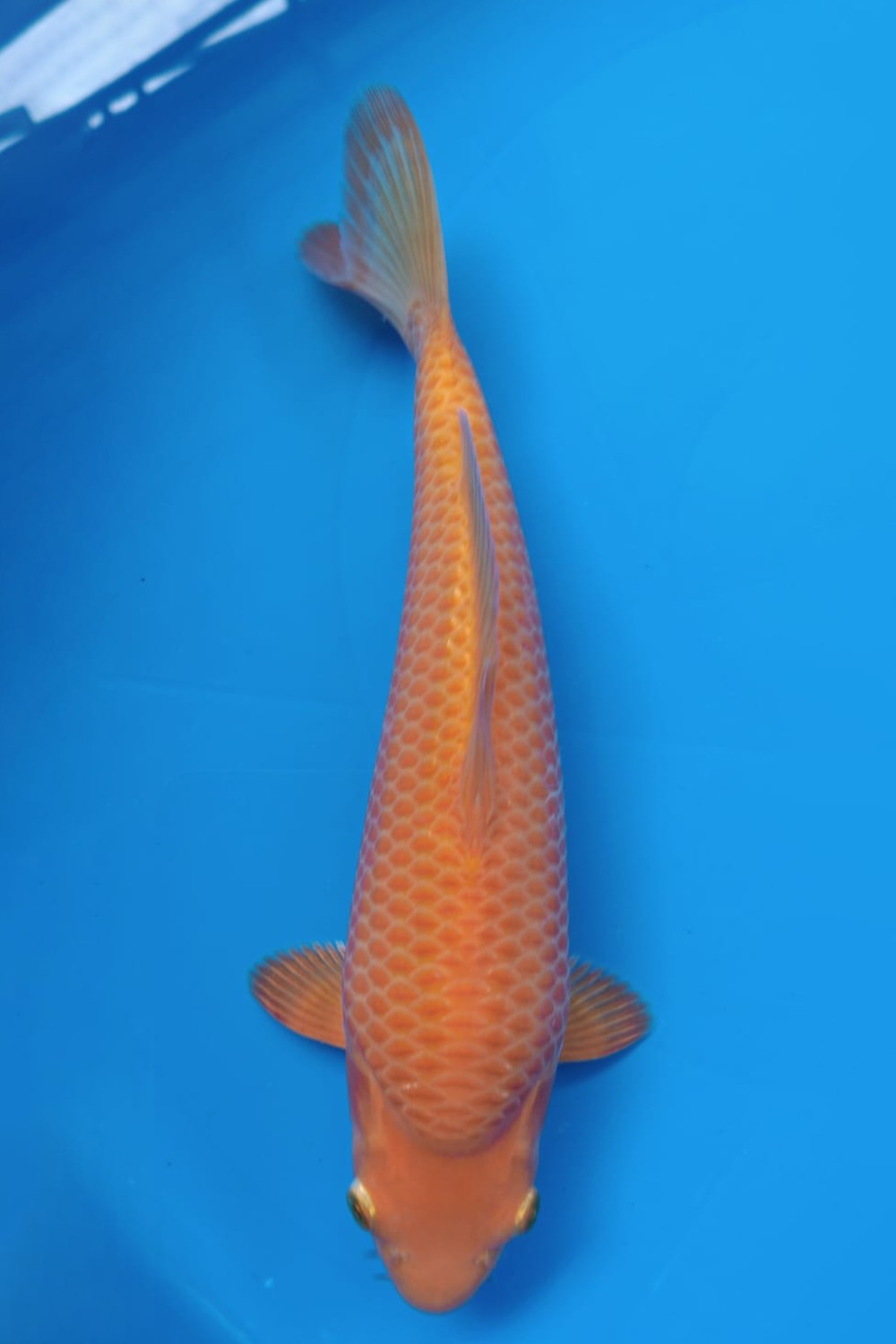 Juara 1