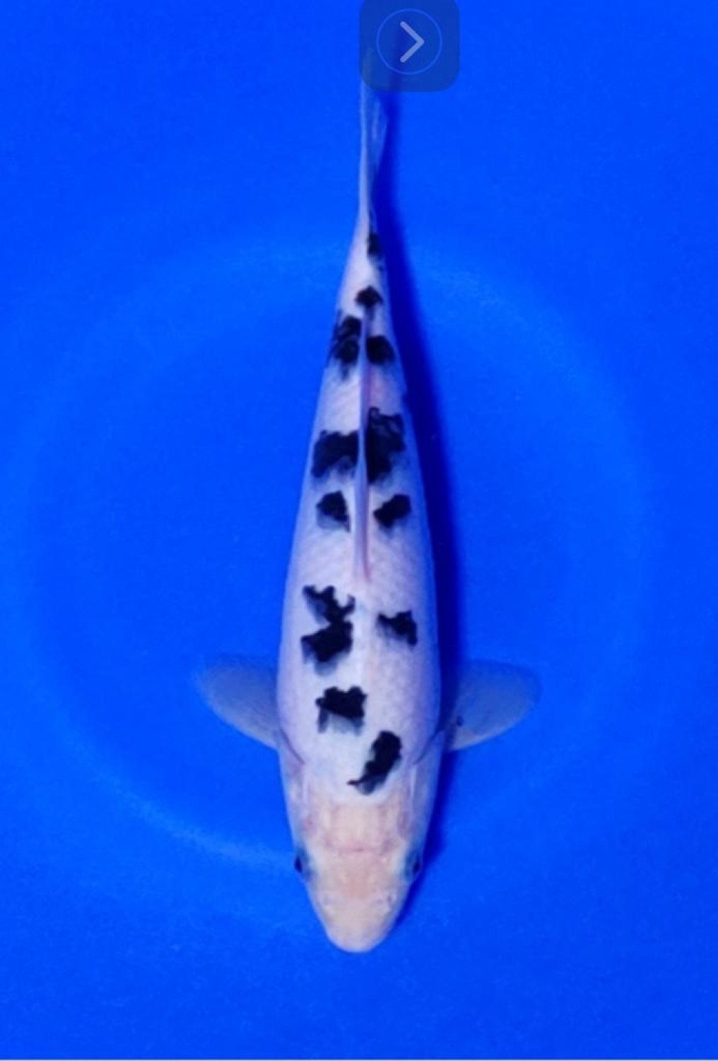 Juara 1