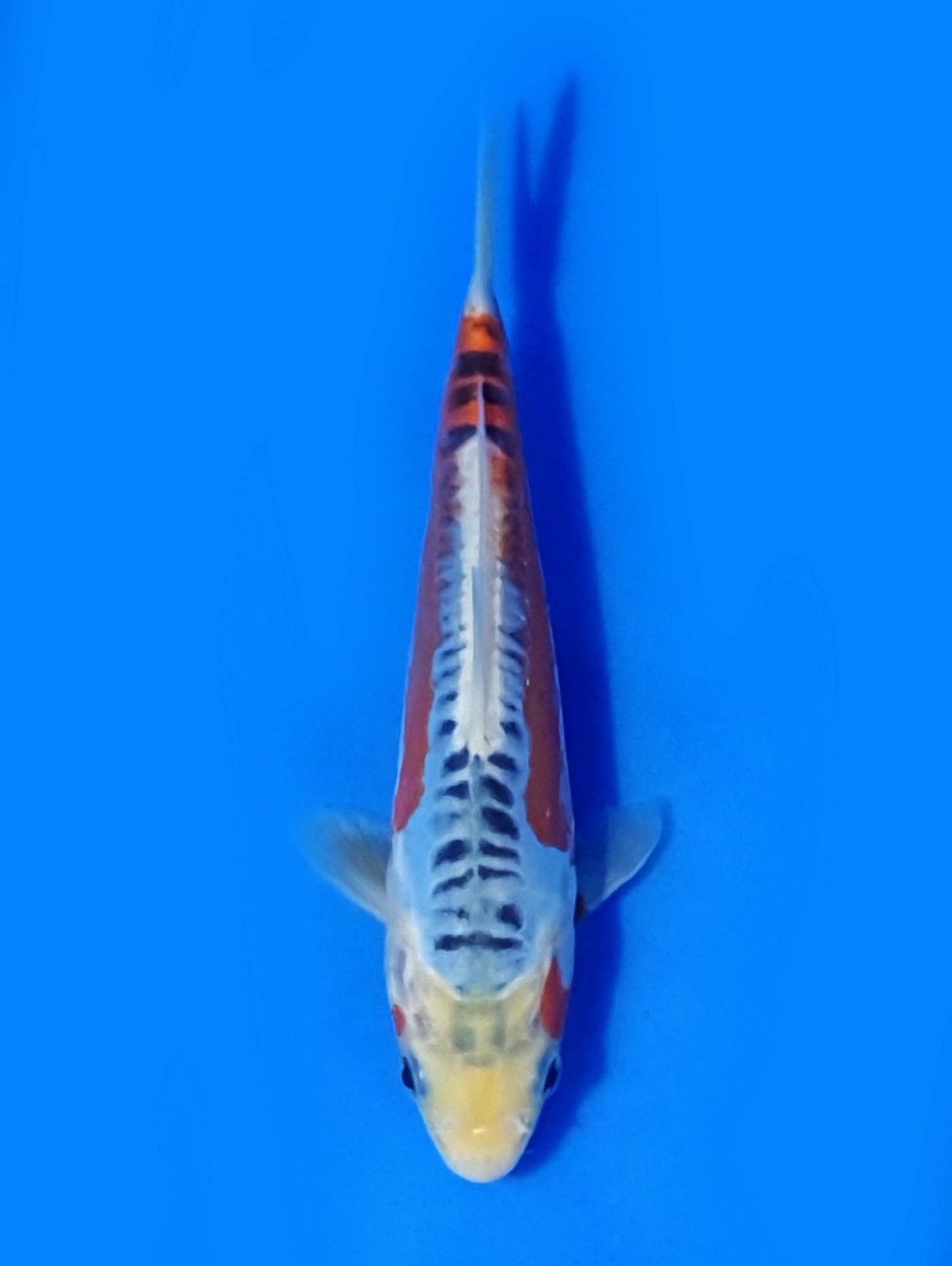 Juara 5
