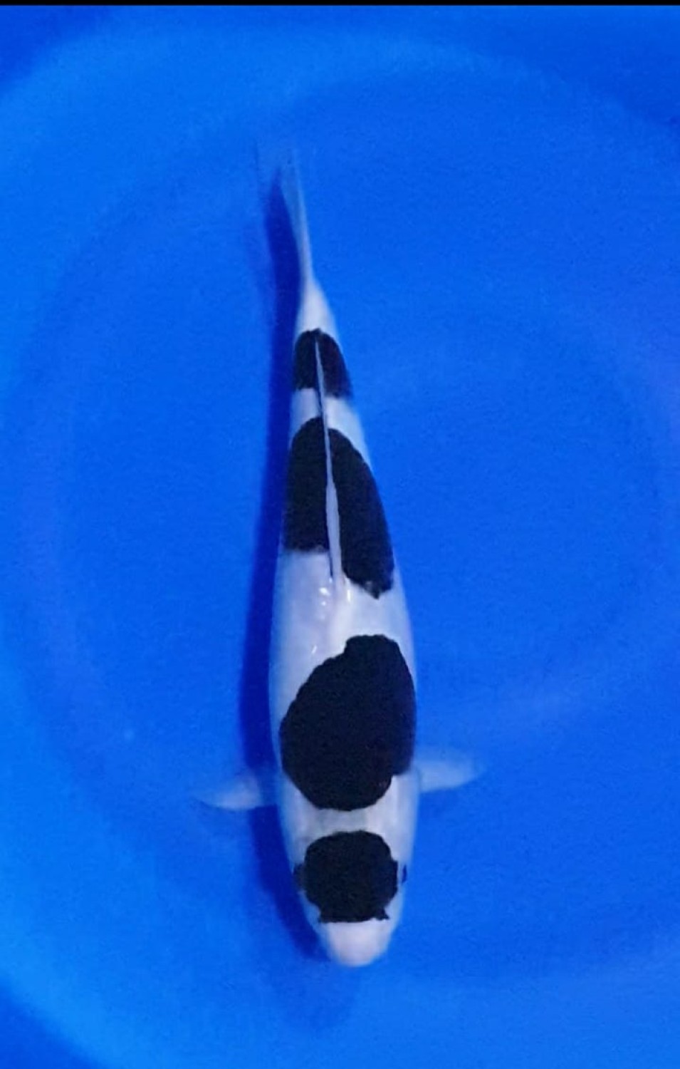 Juara 1