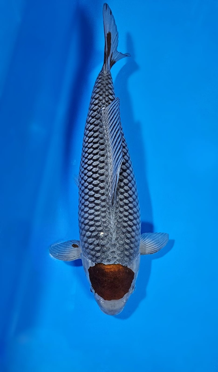 Juara 2