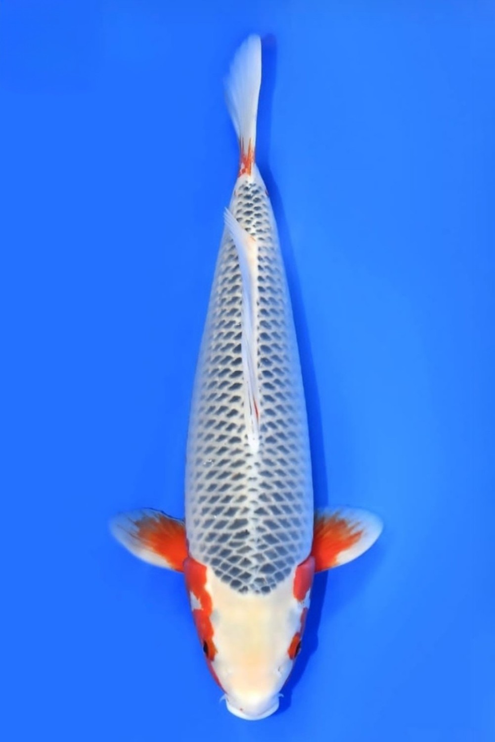 Juara 1