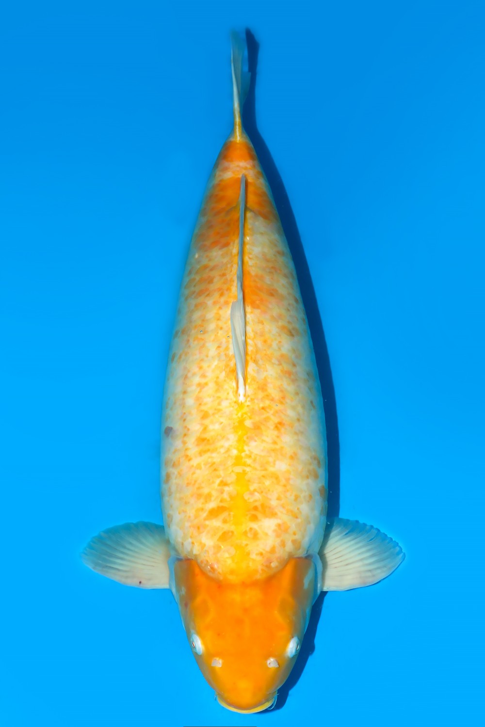 Jumbo Champion C