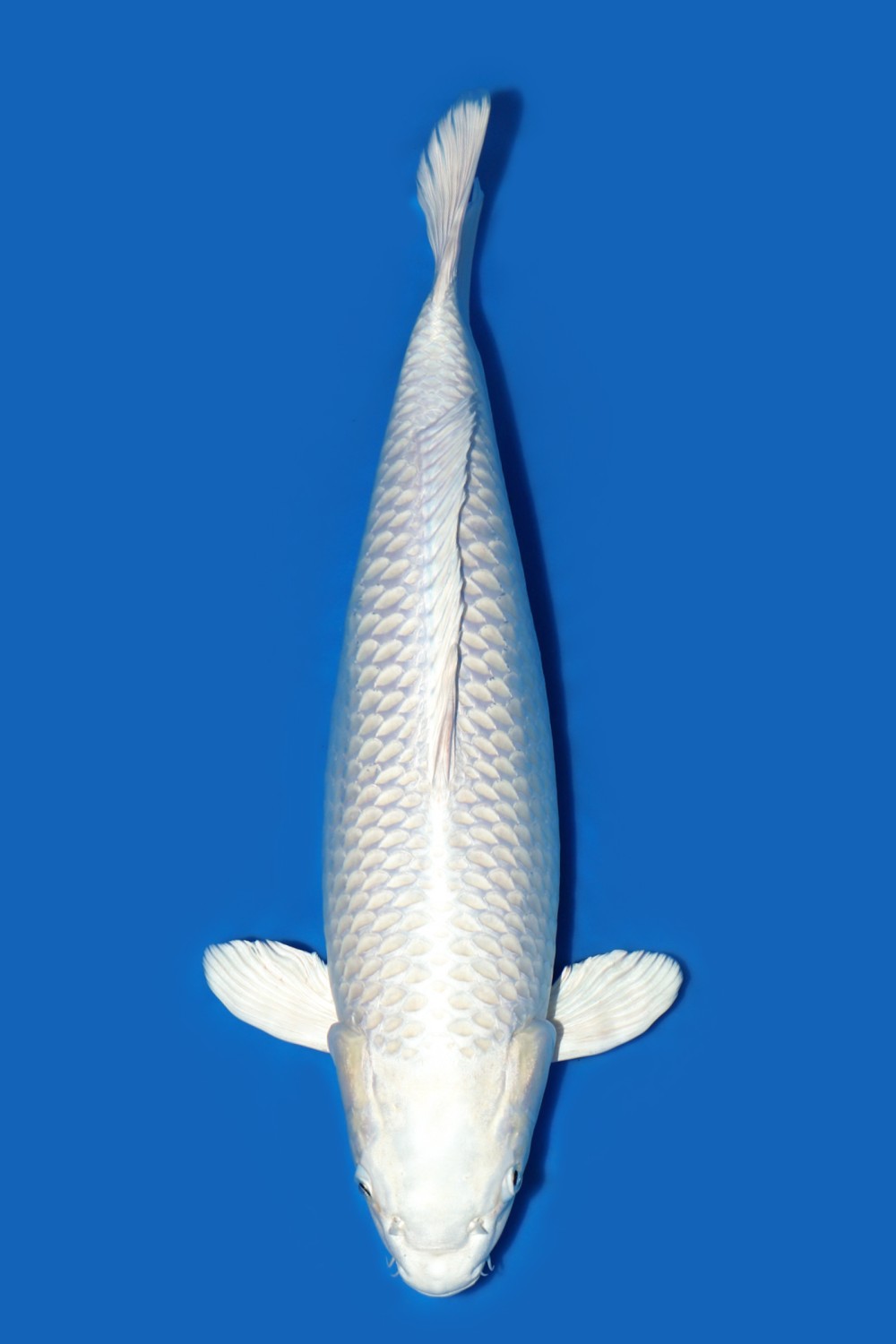 Best In Size E, 51 - 55 cm