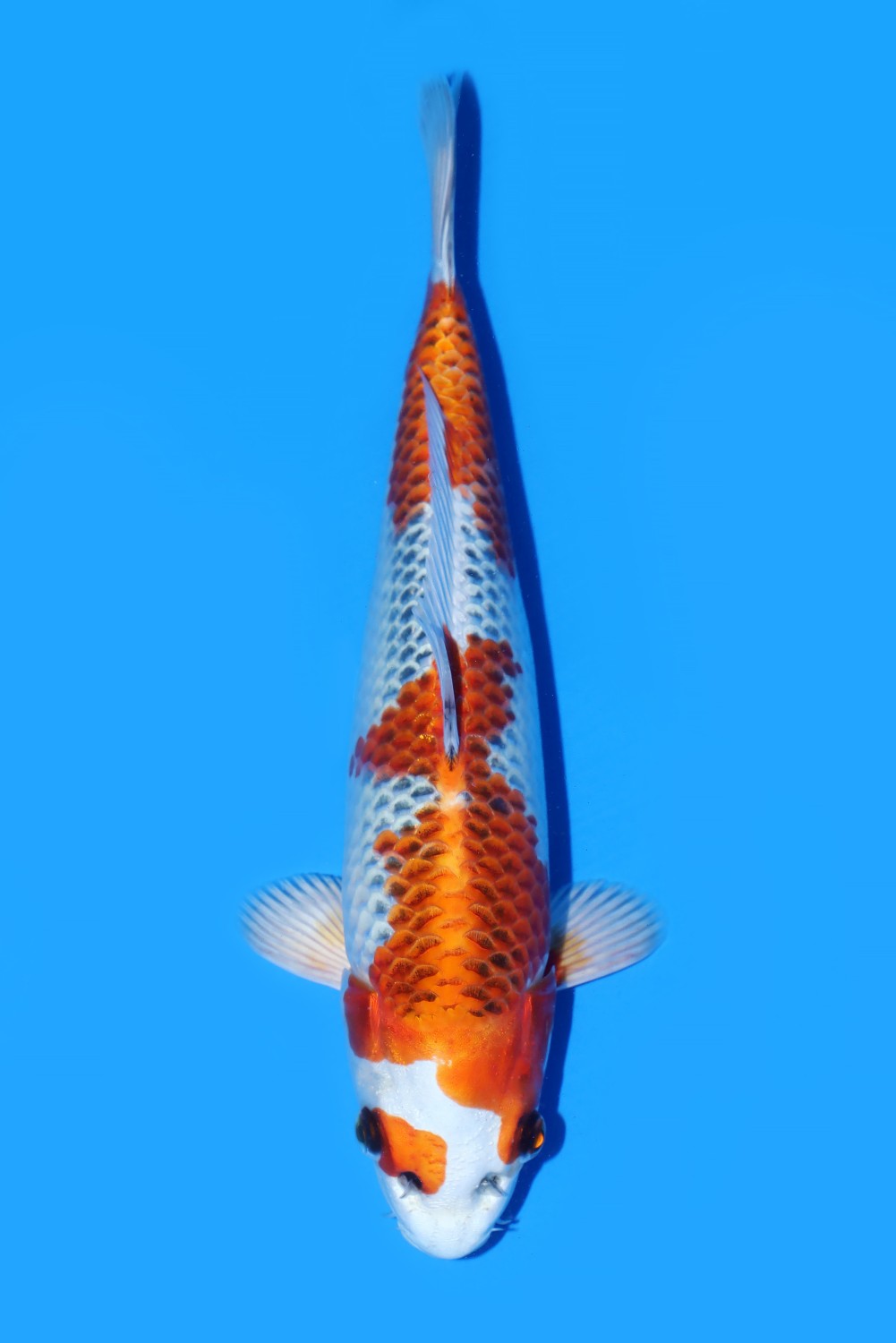 Juara 2