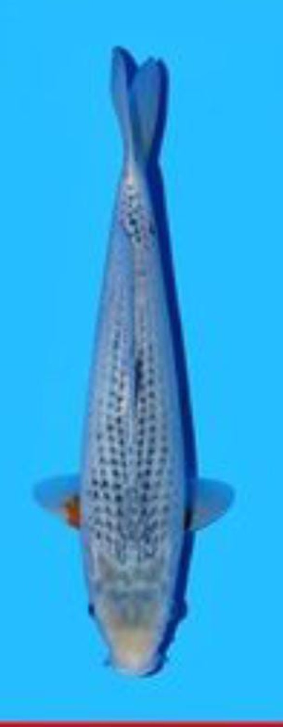 Juara 1