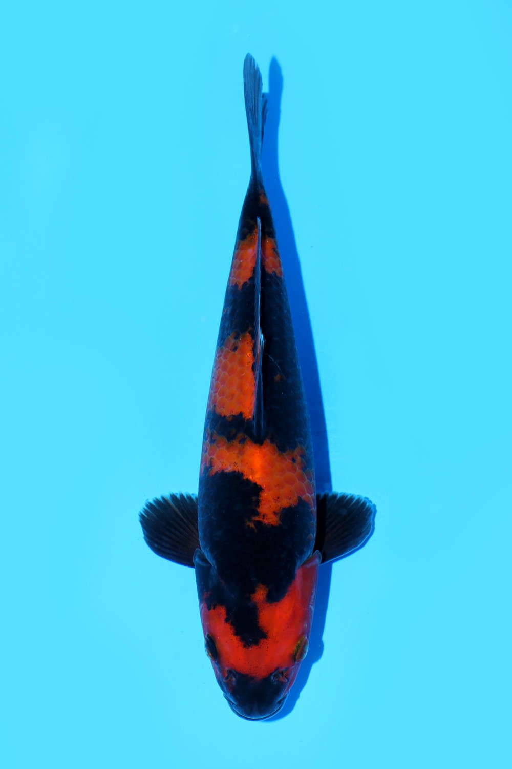 Juara 1