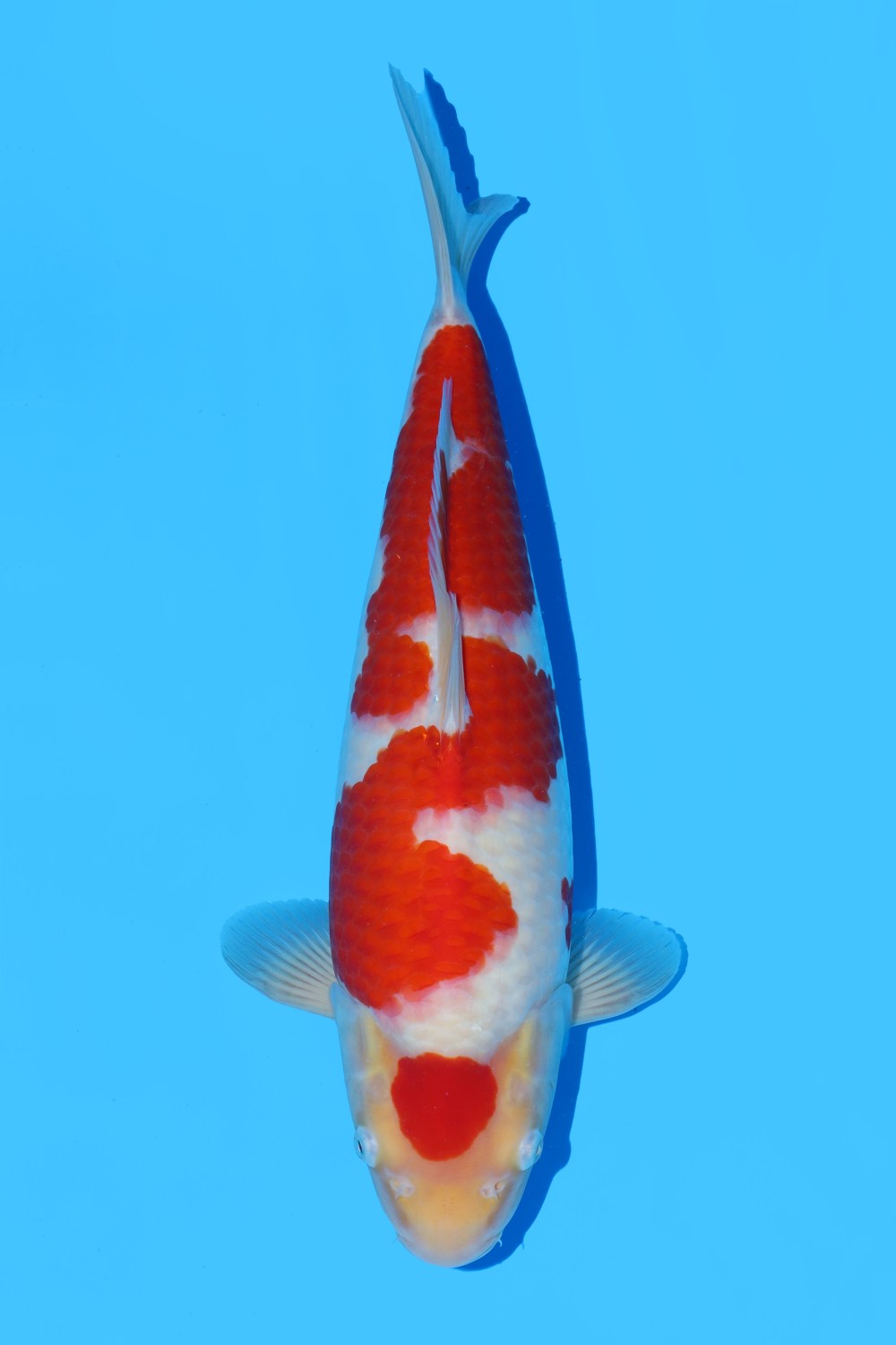 Juara 1