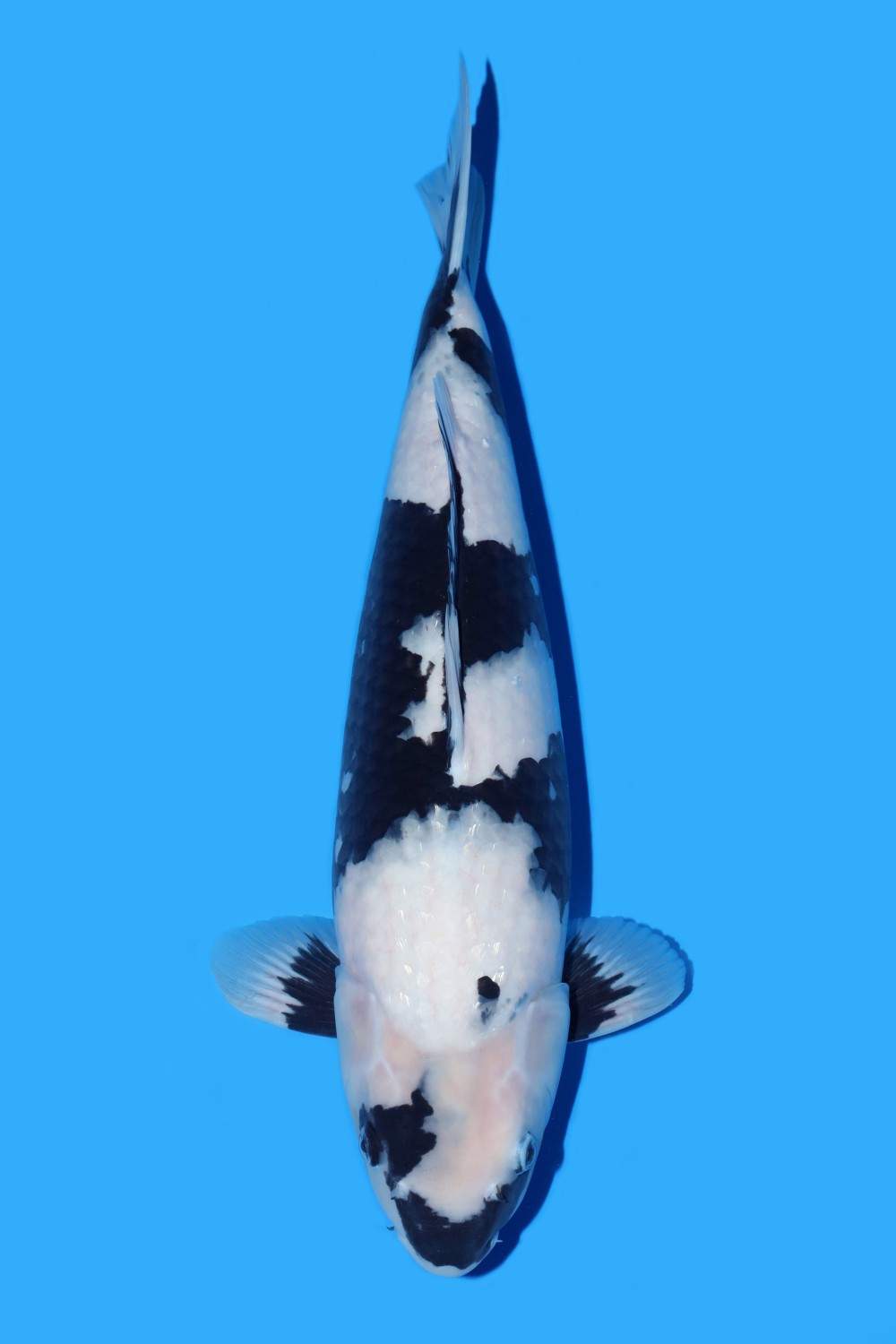 Juara 1