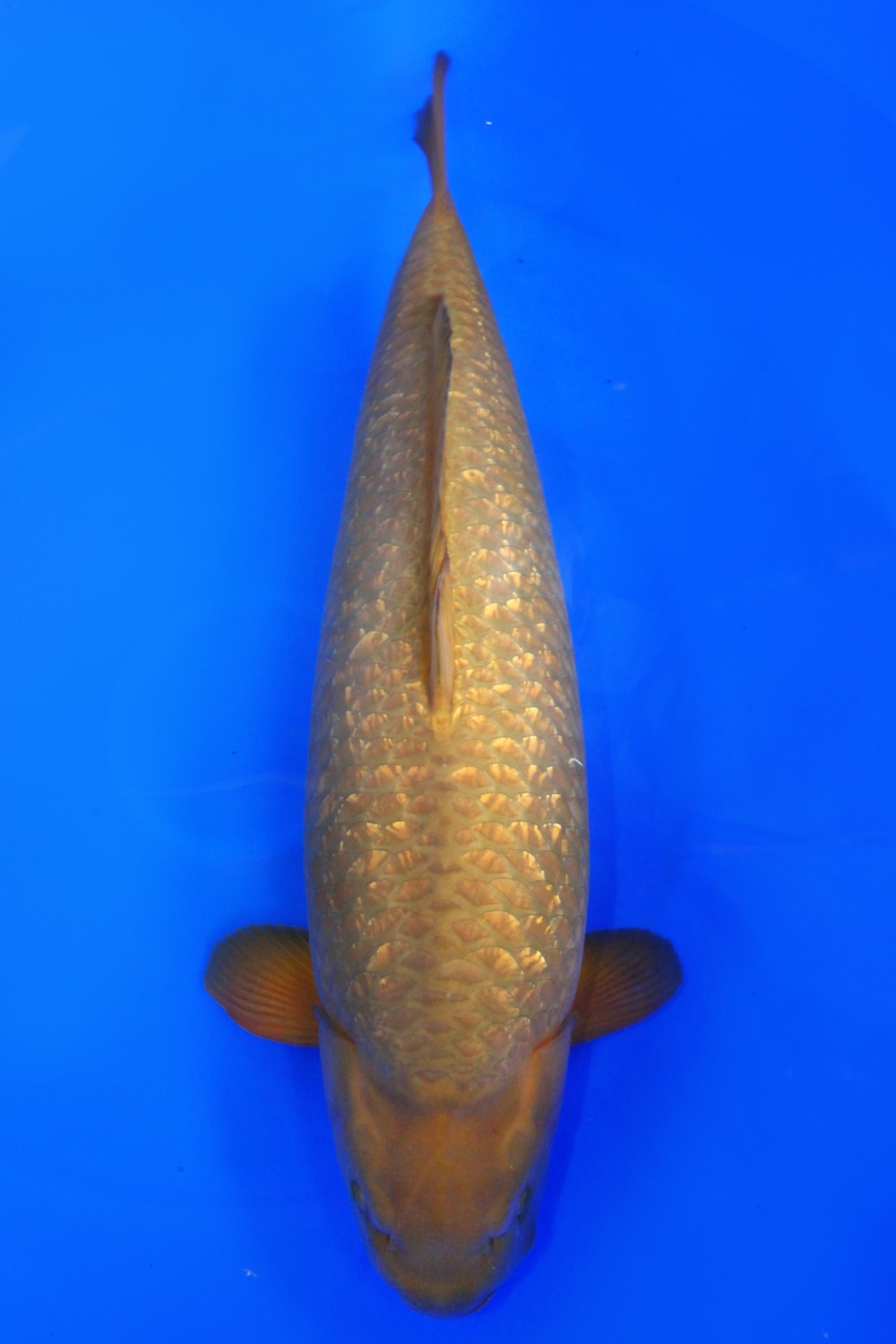 Best In Size E, Over 80 cm