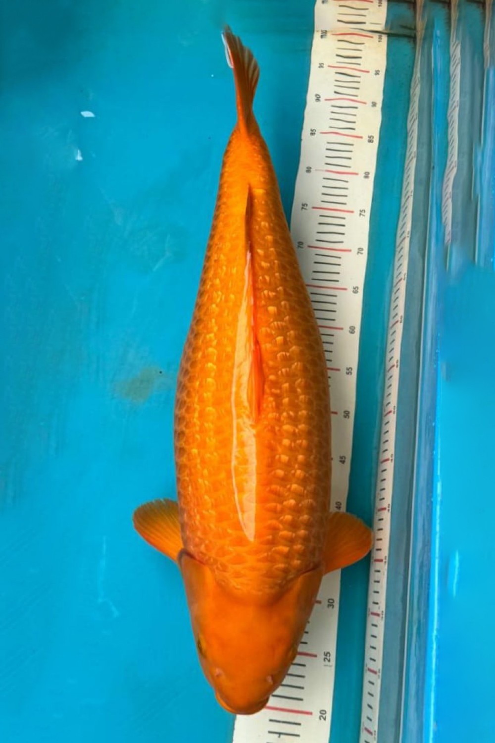 Juara 1