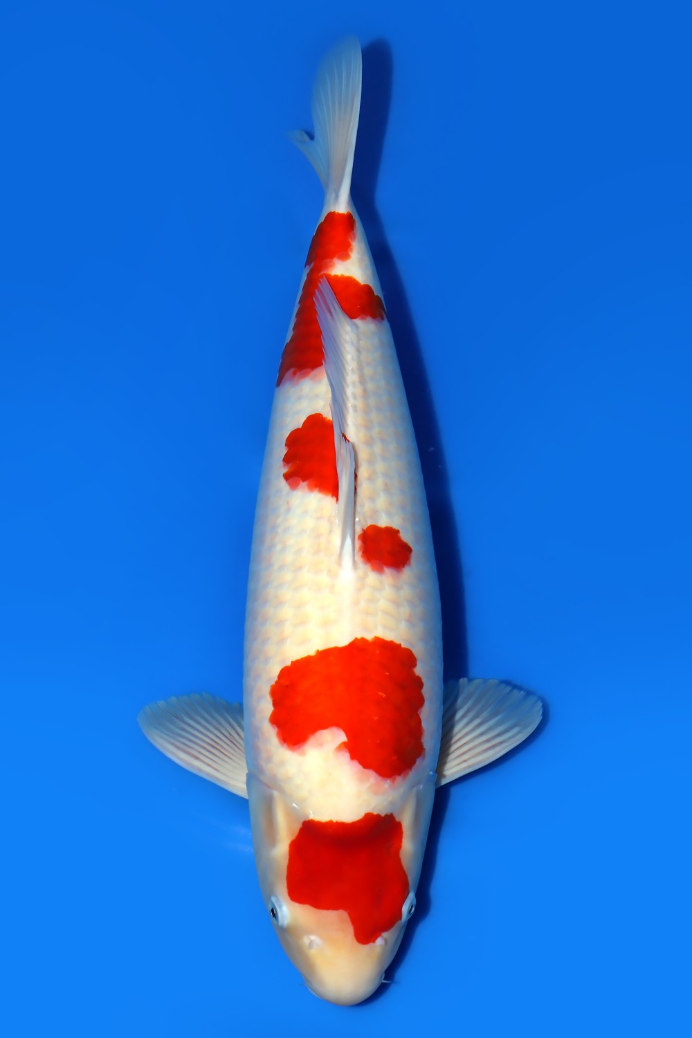 Juara 2