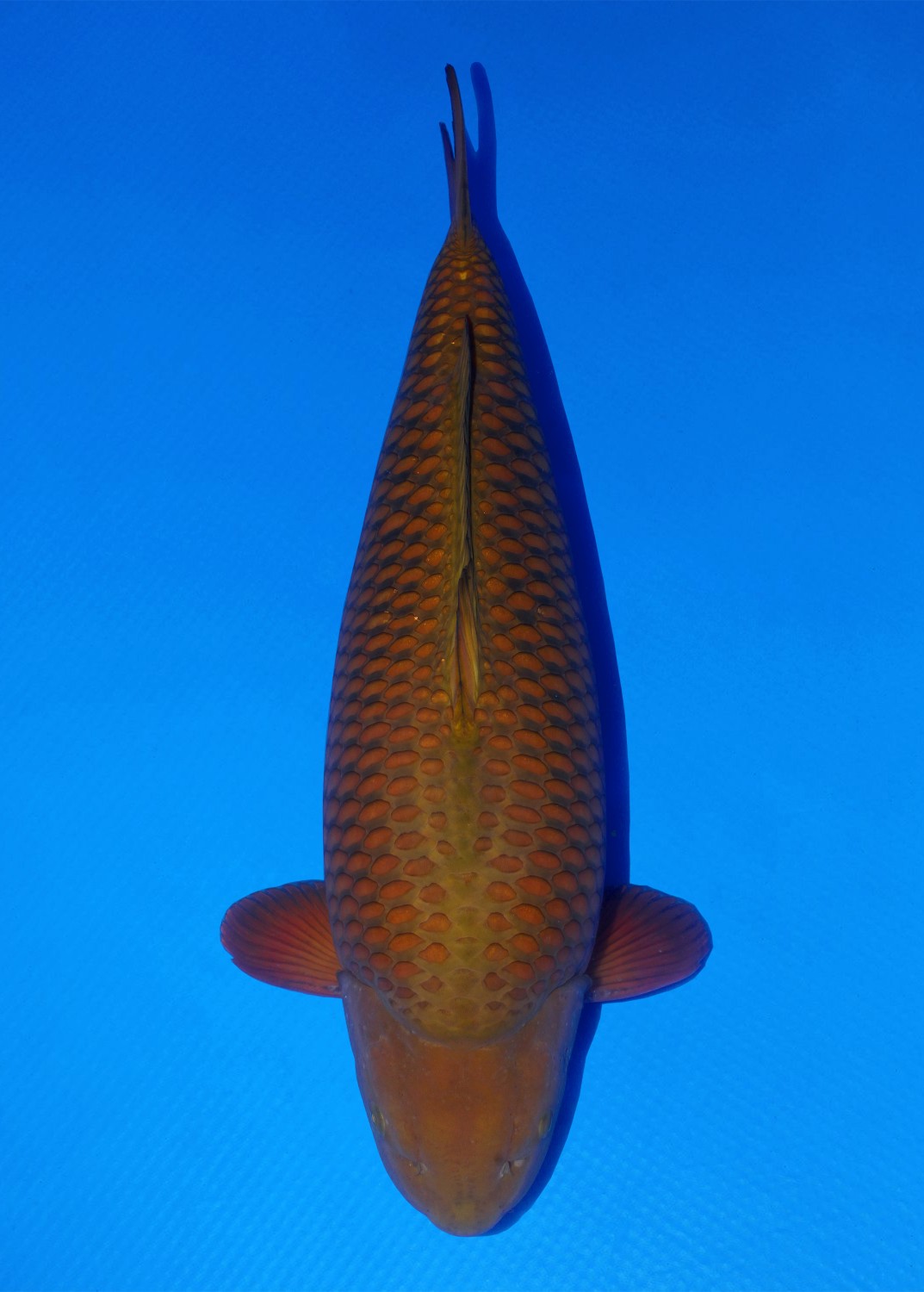 Best In Size E, 76 - 80 cm