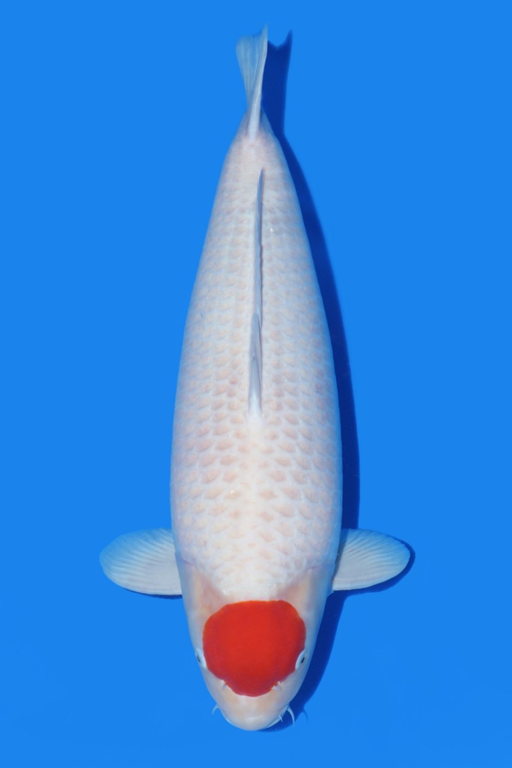 Juara 3